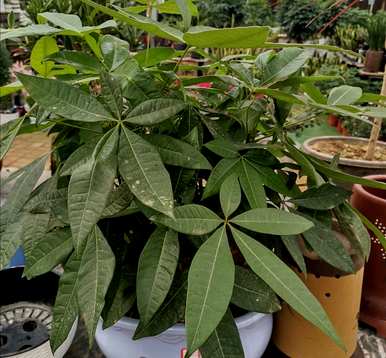 多肉发财树喜阴还是喜阳光，发财树喜阴还是喜阳？