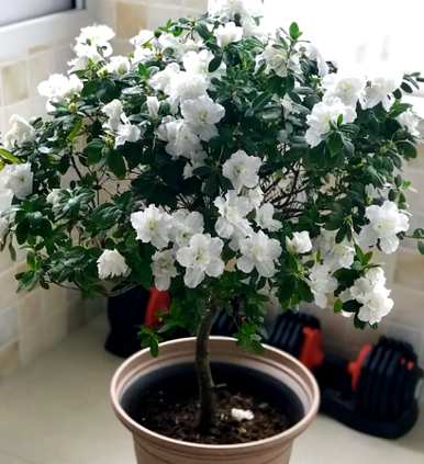室内养杜鹃花的叶子干枯，室内养杜鹃花好吗？