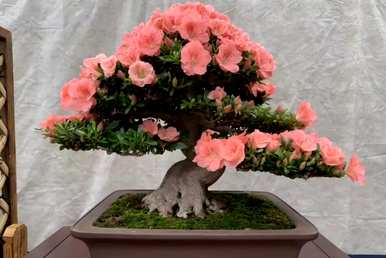室内养杜鹃花的叶子干枯，室内养杜鹃花好吗？