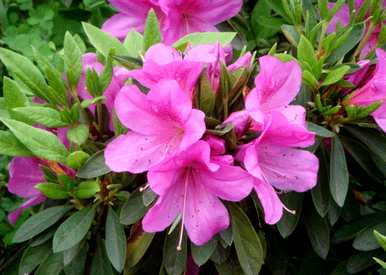 室内养杜鹃花的叶子干枯，室内养杜鹃花好吗？