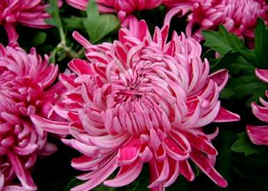 菊花什么时候开，桃花荷花菊花梅花什么时候开？