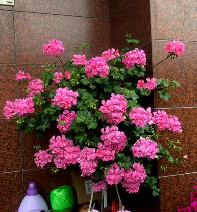 盆栽植物一年四季开花，一年四季开花的植物有哪些？