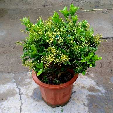 盆栽植物一年四季开花，一年四季开花的植物有哪些？