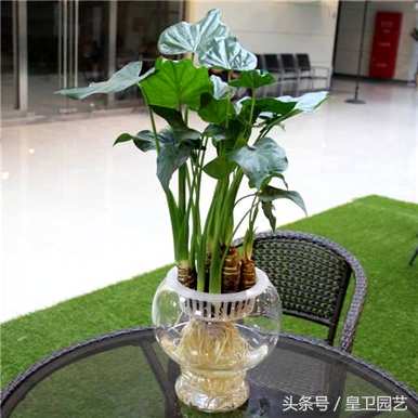 滴水观音水养或土壤栽培，滴水观音水养或土壤养