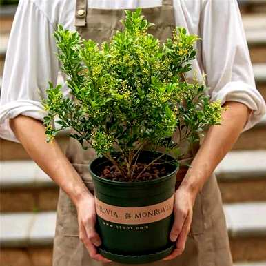 盆栽植物一年四季开花，一年四季开花的植物有哪些？