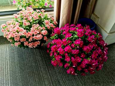 盆栽植物一年四季开花，一年四季开花的植物有哪些？