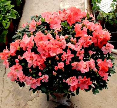杜鹃花什么季节开花，杜鹃花什么季节开花