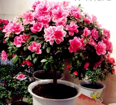 杜鹃花什么季节开花，杜鹃花什么季节开花