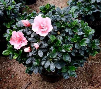 杜鹃花什么季节开花，杜鹃花什么季节开花