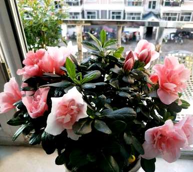 杜鹃花什么季节开花，杜鹃花什么季节开花