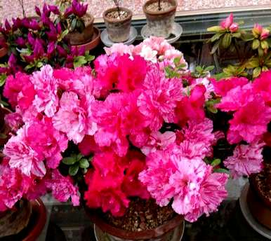 杜鹃花什么季节开花，杜鹃花什么季节开花