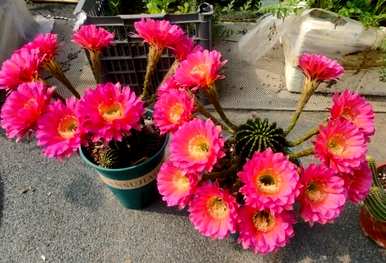 开花的仙人球品种有哪些？仙人球子孙球品种会开花吗？