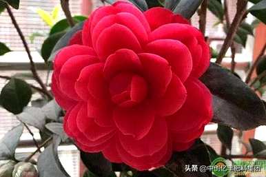 山茶花好养的品种，如何养山茶花最好？