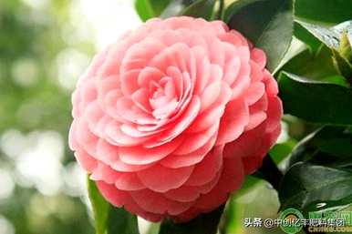 山茶花好养的品种，如何养山茶花最好？
