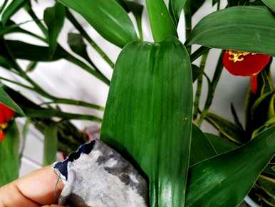 富贵竹的介绍和育种方法，红色富贵竹的育种方法