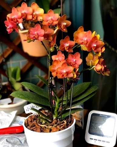 春节花有哪些名字，春节花有哪些名字？
