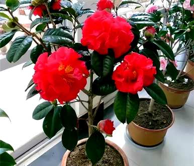 春节花有哪些名字，春节花有哪些名字？
