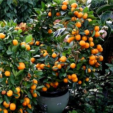 春节花有哪些名字，春节花有哪些名字？