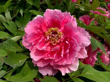春节花有哪些名字，春节花有哪些名字？