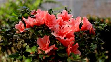 春节花有哪些名字，春节花有哪些名字？