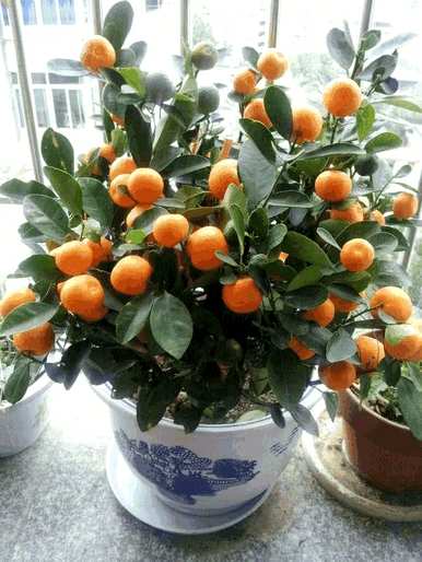 春节花有哪些名字，春节花有哪些名字？