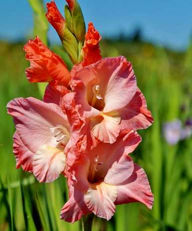 春节花有哪些名字，春节花有哪些名字？