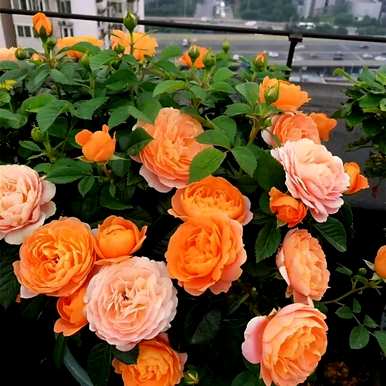 春节花有哪些名字，春节花有哪些名字？