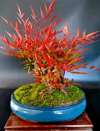 春节花有哪些名字，春节花有哪些名字？