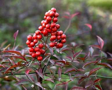 春节花有哪些名字，春节花有哪些名字？