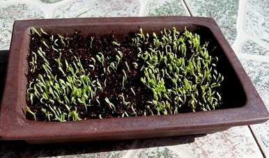盆栽火龙果的种植方法