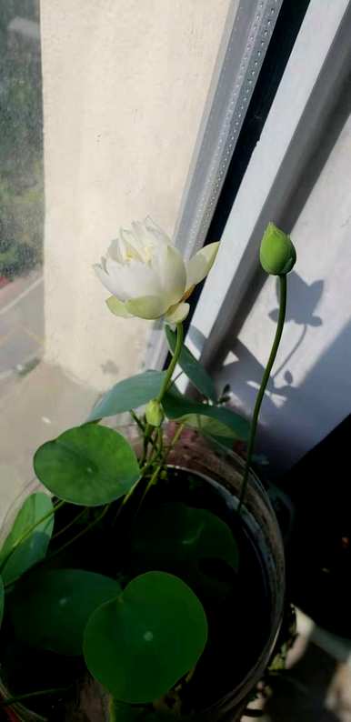 荷花如何从花蕾开花？