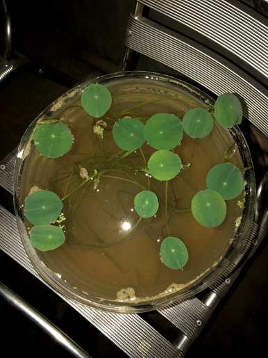 荷花如何从花蕾开花？