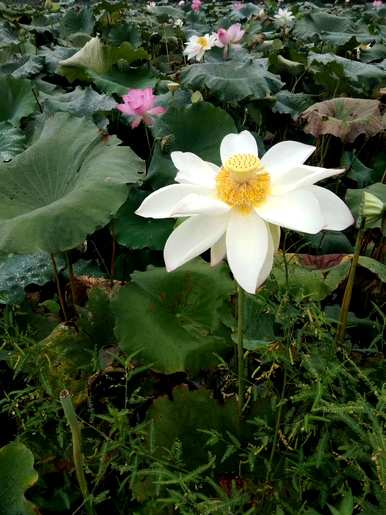 荷花如何从花蕾开花？