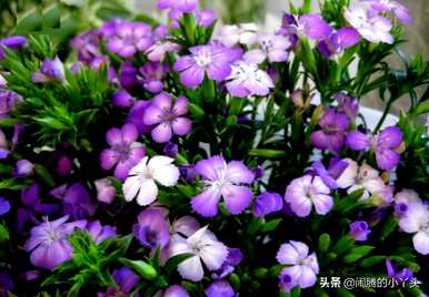 梅花期鲜切相思，梅花期是什么月？