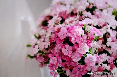 梅花期鲜切相思，梅花期是什么月？