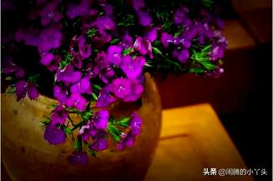 梅花期鲜切相思，梅花期是什么月？