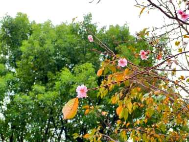 樱花几月份开放，顾村樱花开放时间