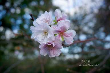 樱花几月份开放，顾村樱花开放时间