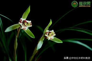 如何用生根粉栽培兰花苗？如何栽培兰花苗？
