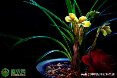 如何用生根粉栽培兰花苗？如何栽培兰花苗？