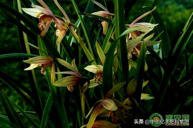 如何用生根粉栽培兰花苗？如何栽培兰花苗？