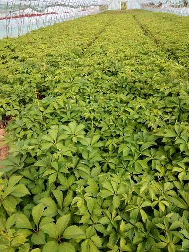 爬山虎什么时候适合种植？爬山虎室内种植有害吗？