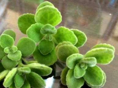 碰碰香的最佳扦插季节，什么季节适合扦插？