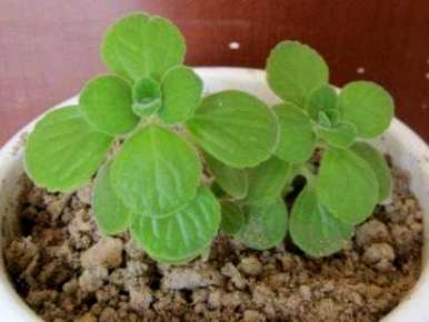 碰碰香的最佳扦插季节，什么季节适合扦插？