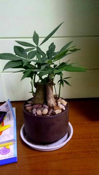 夏季发财树浇水的正确方法，发财树怎么浇水比较合适？
