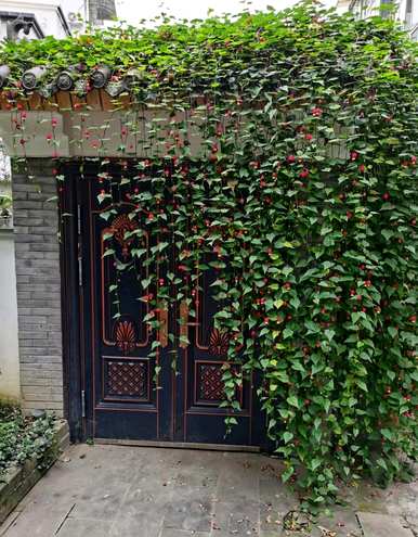 盆栽普通风铃花怎么养，风铃花怎么养？