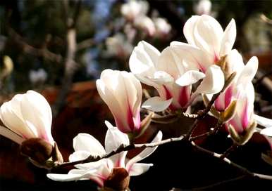 玉兰花什么季节开，玉兰花什么时候开？