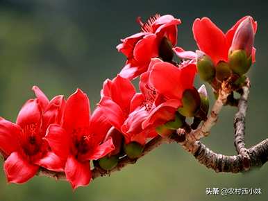 什么是木棉花语和寓意，什么是木棉花语？