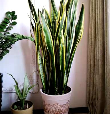 什么花或植物适合卧室，什么花或植物适合室内吸味