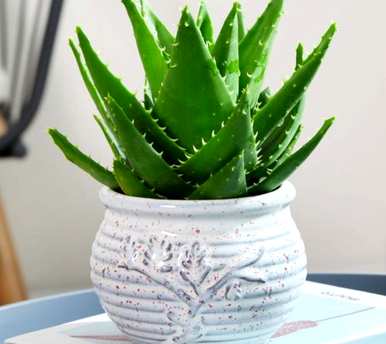 什么花或植物适合卧室，什么花或植物适合室内吸味